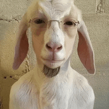 a white goat with glasses and a beard looks like a man