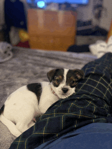 a small black and white puppy is laying on a person 's lap