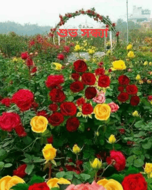 a garden filled with red and yellow roses and a sign that says ' good morning '