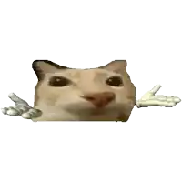 a close up of a cat 's face with a hand coming out of it