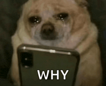 a dog is crying while looking at a cell phone and the word why is on the bottom