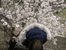 a person wearing a blue jacket with a white fur hood is standing in front of a tree with white flowers