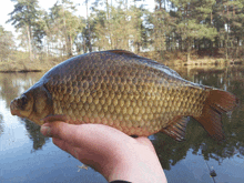 a person is holding a large fish in their hand in front of a lake