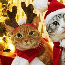 two cats are dressed up in christmas costumes . one of the cats is wearing antlers and a santa hat .