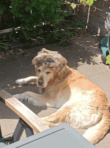 a dog wearing a wig is laying on a chair