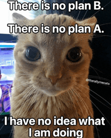 a cat with a caption that says there is no plan b. there is no plan a.