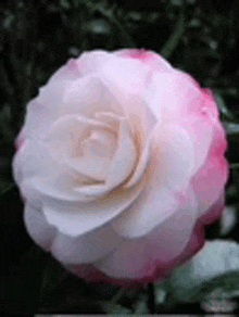 a close up of a pink and white rose with green leaves in the background