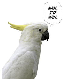 a white parrot with a speech bubble saying " nah i 'd win "