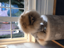 a pomeranian dog sitting on a tree stump looking out a window