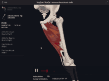 a screenshot of an adductor brevis muscle on a device