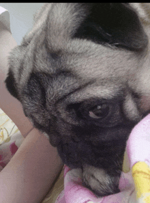 a close up of a pug dog laying on a blanket