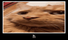 a close up of a cat 's face with the letter h above it