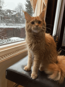 a fluffy orange cat is sitting on a black cushion in front of a window