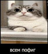 a gray and white cat laying on a white surface with a caption in russian that says " всем пофиг "