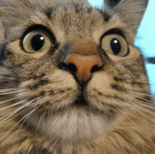 a close up of a cat 's face with its eyes wide open