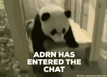 a panda bear is sitting on a chair with the words adrn has entered the chat above it