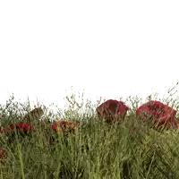 a bunch of red flowers are in the grass