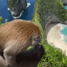 a monkey is standing on top of a grass covered hill next to a beach .