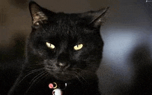 a black cat with yellow eyes is wearing a collar and looking at the camera .