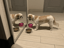 a brown and white dog standing in front of a mirror looking at its reflection