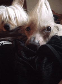 a close up of a dog laying on a person 's arm