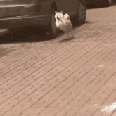 a dog is running on a sidewalk next to a car .