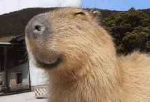 a close up of a capybara 's face with a mountain in the background