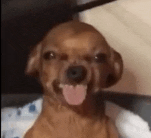 a brown dog with its tongue hanging out is sitting on a bed .