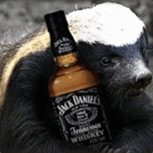 a badger is holding a bottle of jack daniel 's tennessee whiskey