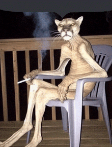 a cat is sitting in a chair with its legs crossed and smoking a cigarette