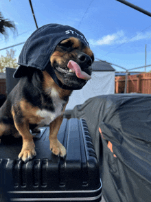 a small dog wearing a hat that says stunt