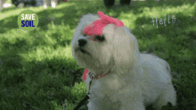 a white dog with a pink bow on its head is sitting in the grass with a save soil logo in the background