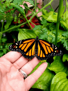 a person holding a butterfly in their hand with a diamond ring on their finger