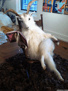 a stuffed goat is reading a book while sitting on a chair