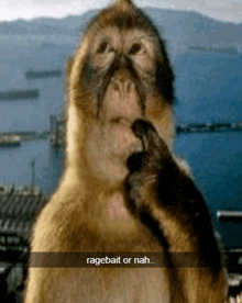 a picture of a monkey with the words ragebait or nah