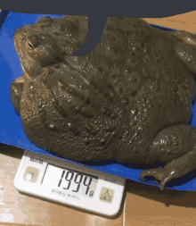 a frog is laying on a scale that says 1994 g