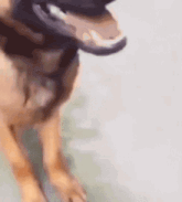 a close up of a dog 's mouth with its tongue hanging out .