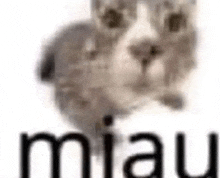 a cat is sitting on a white surface with the word miau written on it .