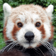 a close up of a red panda 's face with a green background