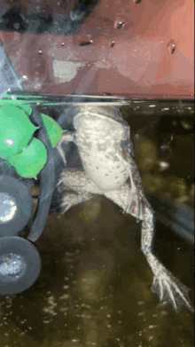 a frog is swimming in a tank with a green rubber ring in the background