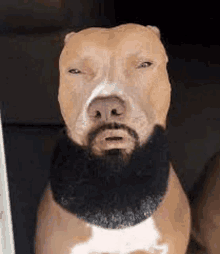 a pit bull with a beard is sitting next to a door .