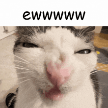 a close up of a cat 's face with the words ewwwwww on the bottom