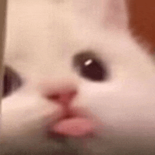 a close up of a white cat 's face with a pink tongue sticking out .