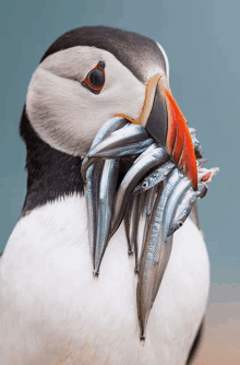 a bird with fish in its beak against a blue background