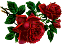 a bunch of red roses on a white background