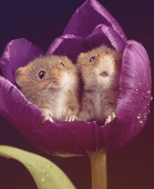 two mice are sitting on a purple flower