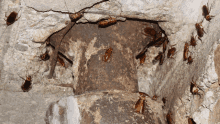 a group of cockroaches are crawling on a concrete wall