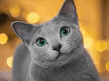 a gray cat with green eyes is looking up at the camera .