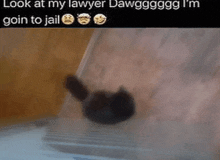 Look At My Lawyer Cat Silly Meme