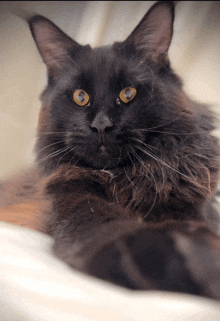 a close up of a black cat with yellow eyes looking at the camera